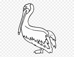 Brown Pelican - Brown Pelican Black And White Clipart - Png ...