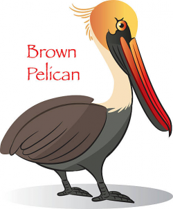 Brown Pelican » Clipart Station