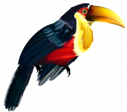 Toucan Transparent PNG Clipart | Gallery Yopriceville - High ...
