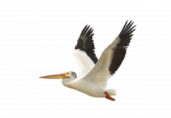 Flying White Pelican transparent PNG - StickPNG