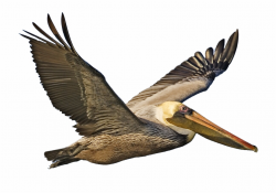 Download Pelican Png Image - Brown Pelican Clip Art {#228879 ...
