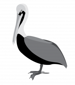 Water bird American white pelican Clip art - pelican png ...