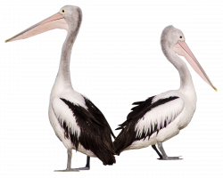 Pelican Birds PNG Image - PurePNG | Free transparent CC0 PNG Image ...
