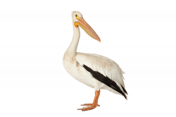 Brown Pelican transparent PNG - StickPNG
