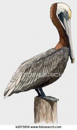 Pelican Clipart EPS Images. 240 pelican clip art vector ...