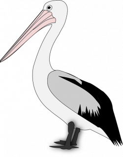 Pelican PNG Transparent Images Image Group (65+)