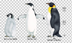 King Penguin The Emperor Penguin Bird PNG, Clipart, Adelie ...