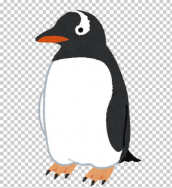 Adélie Penguin Bird Gentoo Penguin King Penguin PNG, Clipart ...