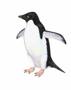 Adelie Penguin (South Pole) | Polar space (HBC2015 ...