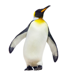 pinguin penguin freetoedit - Sticker by Hanjo Rafael