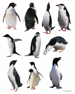 Penguins PNG | Animal PNG | Pinterest | Penguins, Zoos and Animal