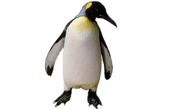 King penguin free clip art clipart images - ClipartPost