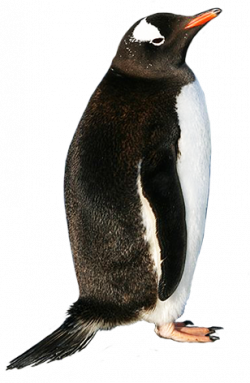 Download Free png pin Penguin clipart realistic - DLPNG.com