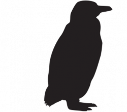 Animal Silhouettes - Penguin | Clipart | PBS LearningMedia