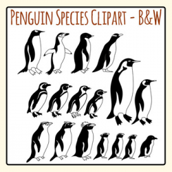 Penguins Species Black and White Line Art / Clip Art Set for Commercial Use