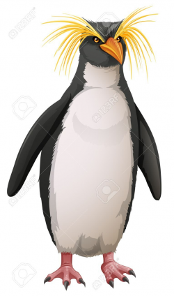 Rockhopper Penguin (19-22