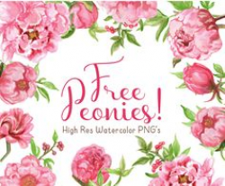 Free Watercolor Peonies Clipart now available! 1 18 pretty, high res ...