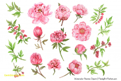 Pink Peony Watercolor Luxury Watercolor Peonies Clipart Watercolour ...