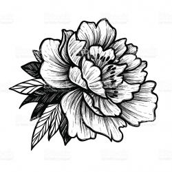 Collection of Peony clipart | Free download best Peony ...