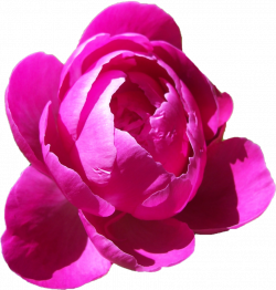Peony PNG 04 by Thy-Darkest-Hour on DeviantArt | brushes & png ...