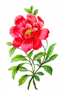 Antique Images: Royalty Free Camellia Flower Botanical Artwork ...