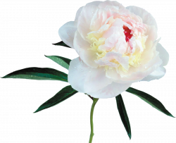 Peony Clipart at GetDrawings.com | Free for personal use Peony ...