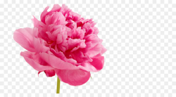 Pink Flower Cartoon clipart - Flower, Pink, Peony ...