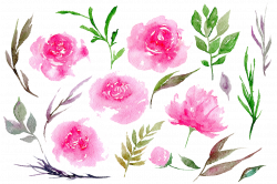 Peonies PNG Clipart | PNG Mart