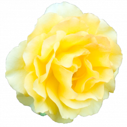 Yellow Rose Transparent Background | PNG Mart