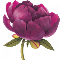 element8рк.png | Pinterest | Flowers, Watercolor and Peony