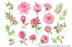 Watercolor Peony Clipart at PaintingValley.com | Explore ...