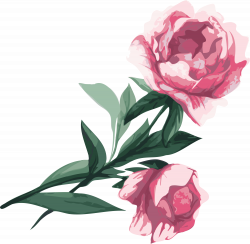 Flower Garden roses Peony Clip art - peony 4000*3913 transprent Png ...