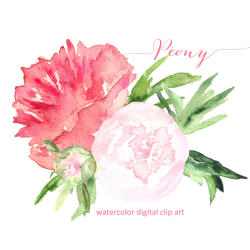 Free Peonies Flower Cliparts, Download Free Clip Art, Free ...