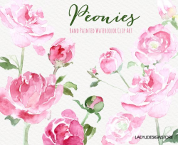 Peonies - Hand Painted Watercolor Flowers Clip Art -9 hand ...