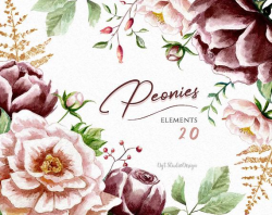 Peonies Watercolor clipart marsala Floral elements separate ...