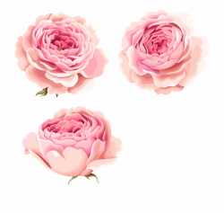 Beautiful Pink Flowers Peony Hand-painted Free Clipart ...