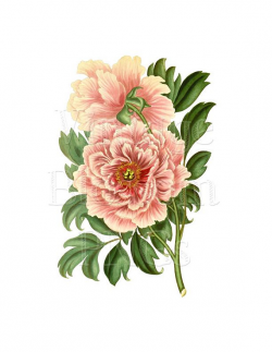 Pin by Etsy on Products | Antique illustration, Flower ...