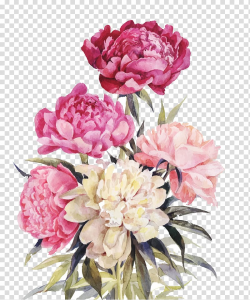 Peony Flower bouquet Illustration, Pink and red flowers ...