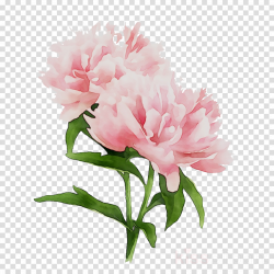 Pink Flower Cartoon clipart - Peony, Flower, Plant ...
