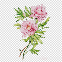 Floral Flower Background clipart - Peony, Flower, Plant ...