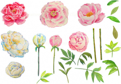 Wedding Clipart - Watercolor Peony Pink And Yellow Printable ...