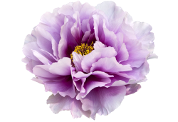 Free Peonies Flower Cliparts, Download Free Clip Art, Free Clip Art ...