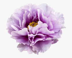 Peony Flower Clipart - Purple Flowers Watercolor Png ...