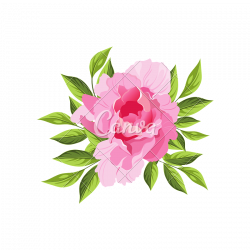 Peony Hand Drawn Realistic Illustration - Icons by Canva