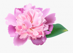 Peonies Clipart Realistic - Transparent Pink Peonies Clip ...