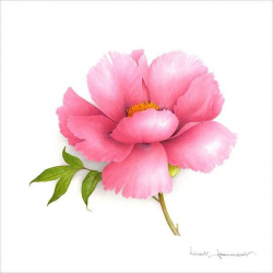 Pink simple peony | Watercolor Flowers | Watercolor flowers ...