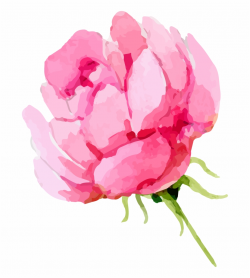 Share This Article Transparent Background Peonies Clipart ...