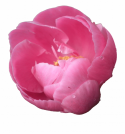Peony Png Pic Peony Clipart Transparent Background - Clip ...