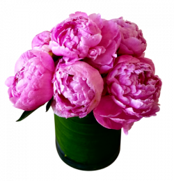 Download PEONY Free PNG transparent image and clipart