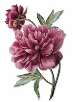 clipart | watercoulor | Peonies tattoo, Watercolor flowers ...